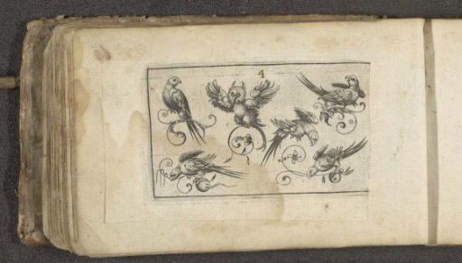 Six birds including an owl