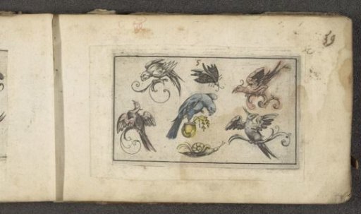 Five birds, a butterfly and a snail