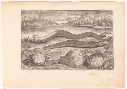 Several turtles and fish on a shore