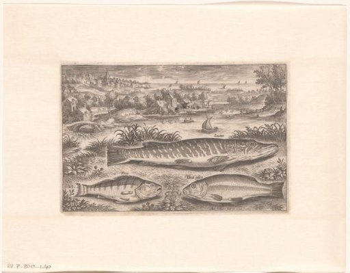 Three fish on a shore
