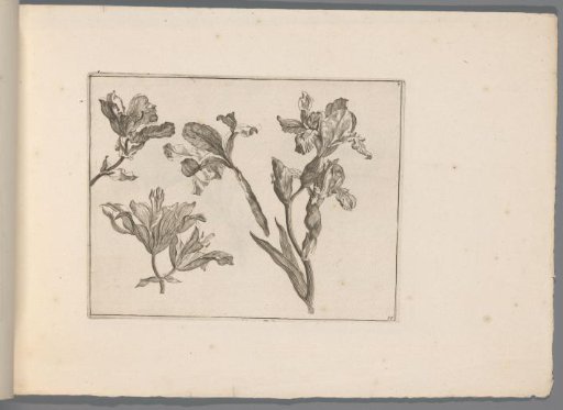Lilies and Irises