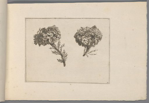 Peonies