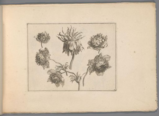 Peonies