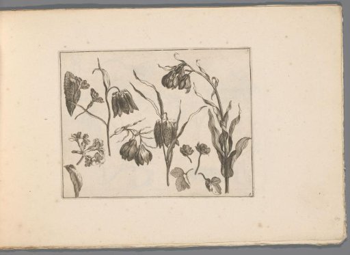 Poppies, primroses, and bellflowers