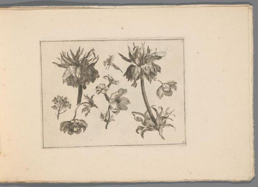 Crown imperial