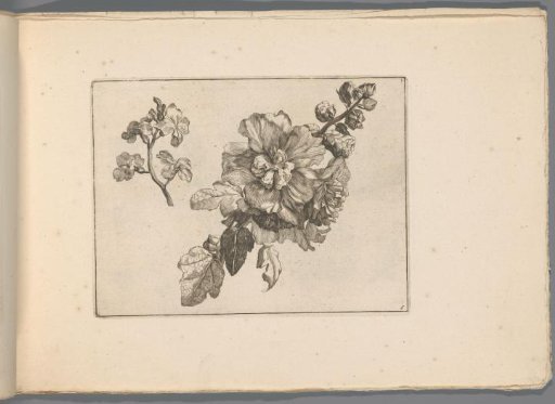 Double-flowered hollyhock