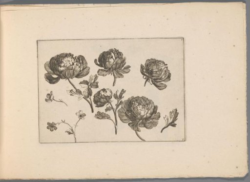 Peonies