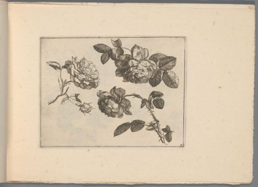 Roses