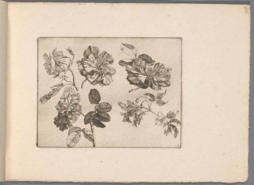 Roses