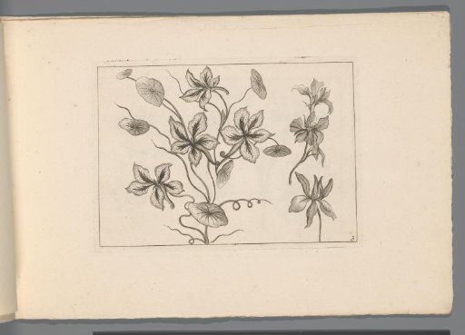 Various flowers