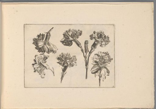 Carnations