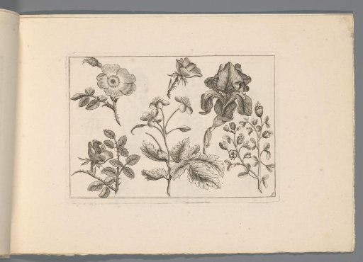 Roses and other flowers
