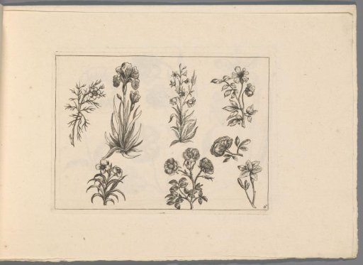 Various flowers