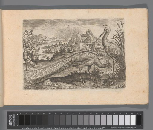 Two birds in a landscape