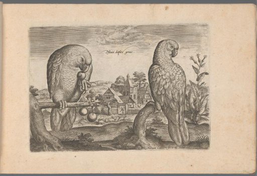 Two parrots in a landscape