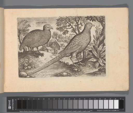 Two chickens in a landscape