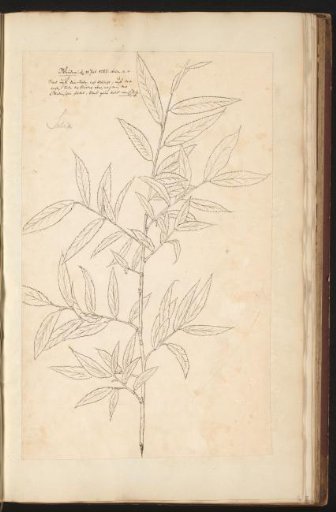 Willow (Salix)