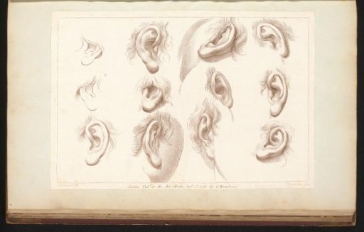 Twelve ears