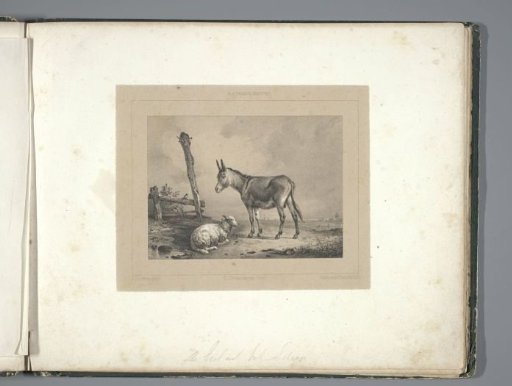 The Donkey and the Sheep