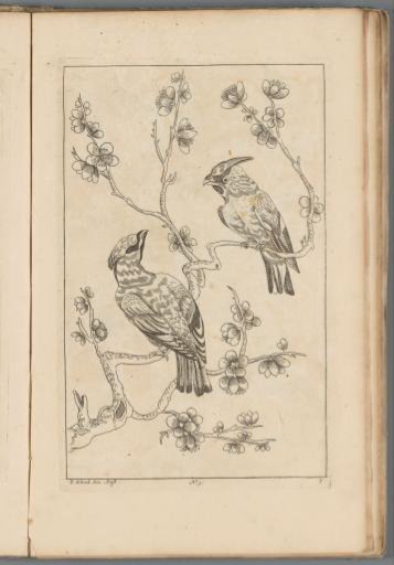 Two birds on a blossoming branch