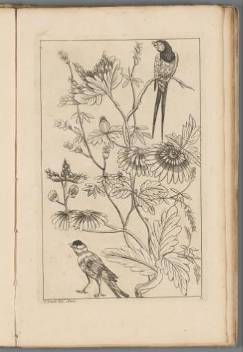 Two birds at flowering branches