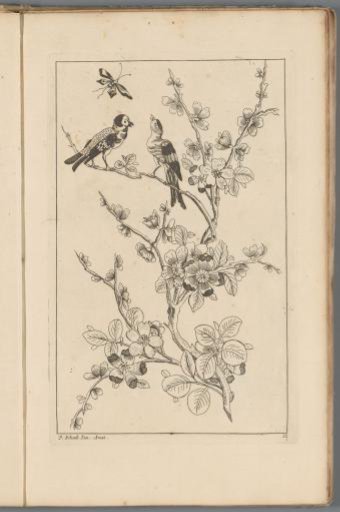 Two birds in a blossoming tree and a butterfly