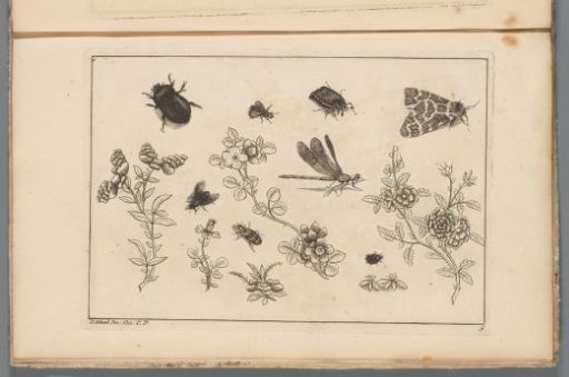 Flower branches with insects