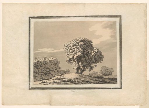Elm