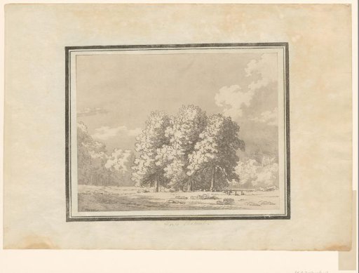 Horse Chestnut