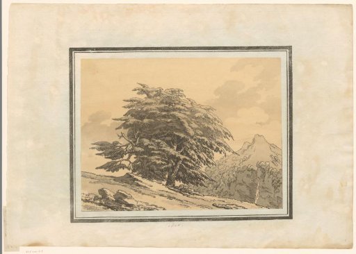 Cedar