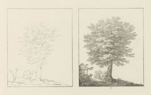 Album sheet with two depictions of two beech trees; left the design, right the execution