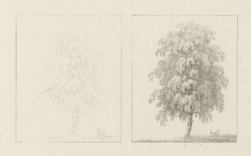 Album sheet with two depictions of two beech trees; left the design, right the execution