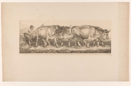 Plowing oxen
