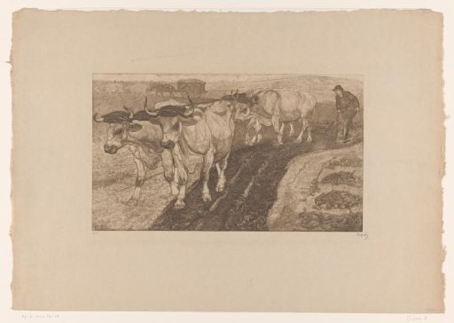 Oxen Ploughing