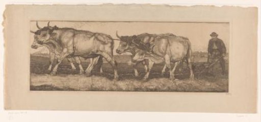 Oxen Drawing