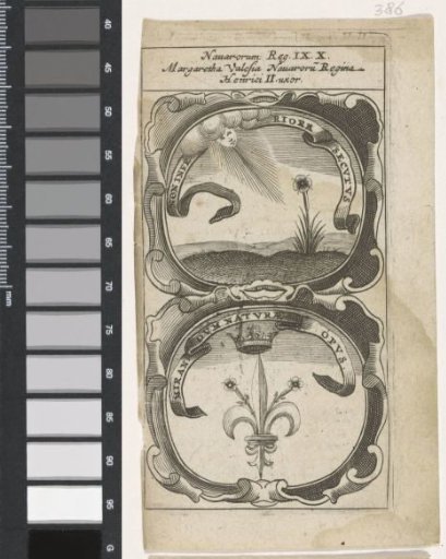 Flower illuminated by the sun / Crowned French lily with two flowers