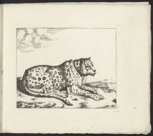 Recumbent leopard, facing right, tail along the body