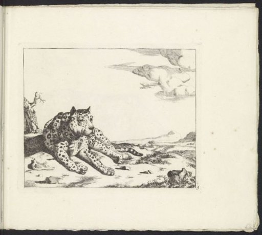 Recumbent leopard, seen from the front, legs to the right