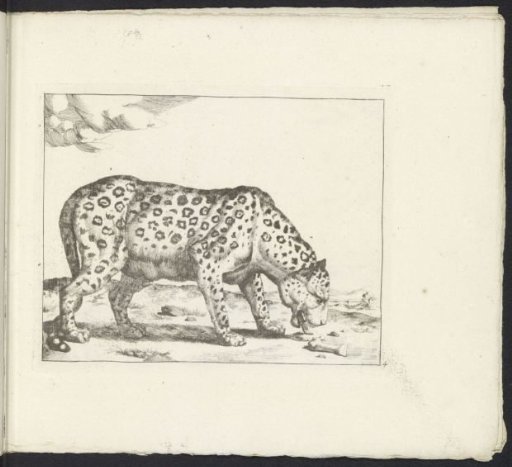 Standing leopard, facing right
