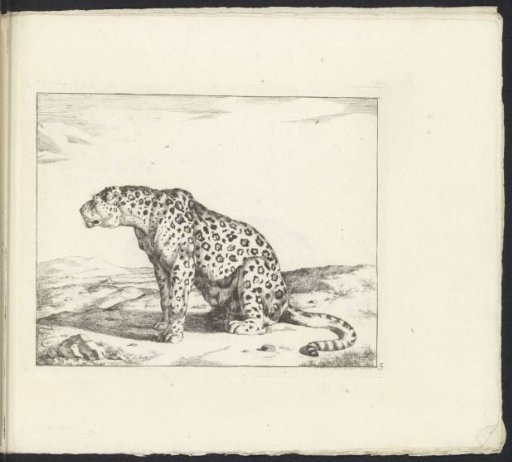 Leopard sitting on hind legs, facing left