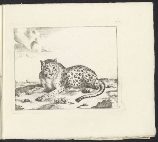 Recumbent leopard, facing left