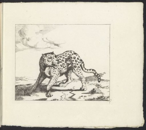 Leopard standing facing left, head turned right
