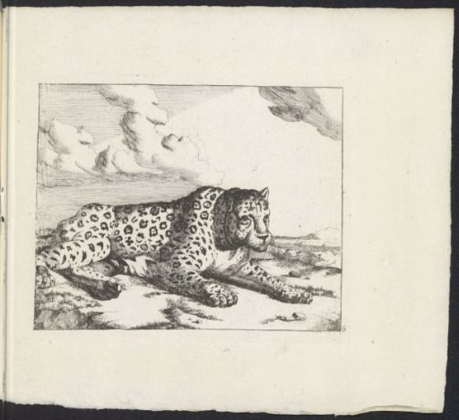 Recumbent leopard, facing right