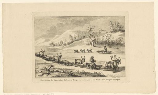 Samoyeds transporting goods by sled