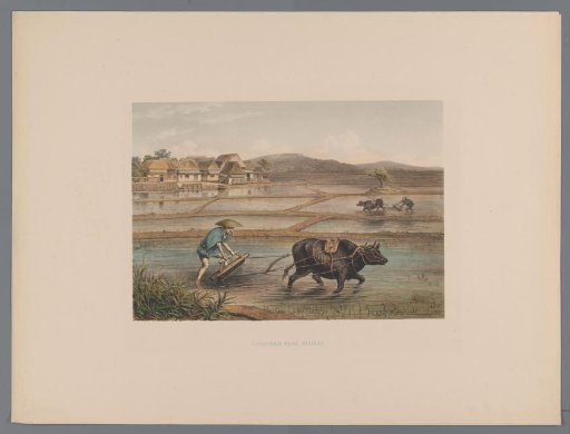 Ploughing farmers in Japanese rice fields