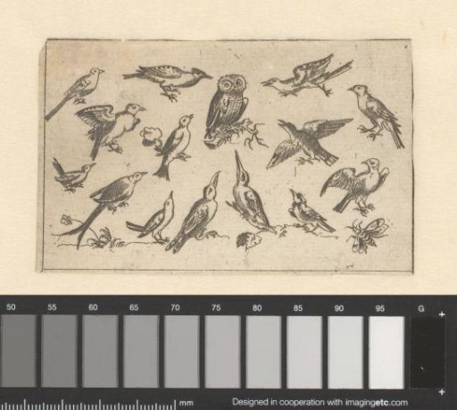 Various kinds of birds