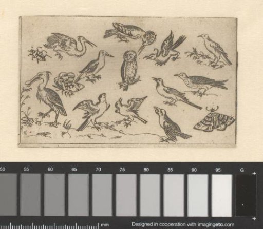 Various kinds of birds