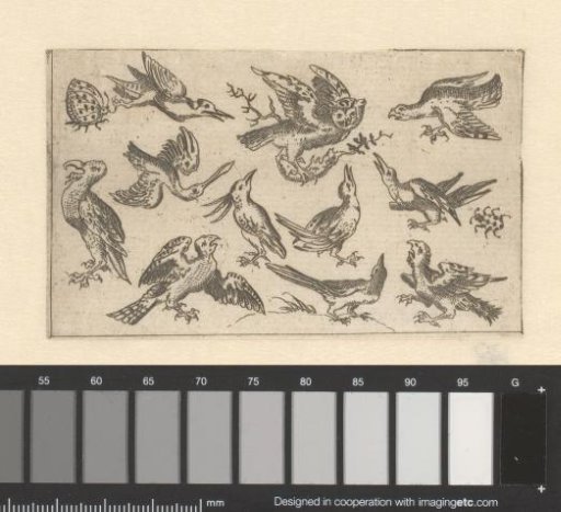 Various birds