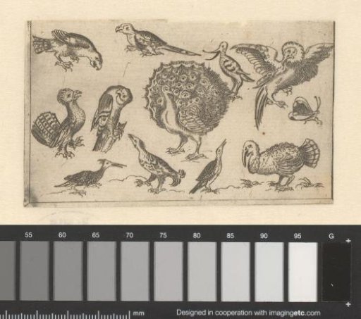 Various birds