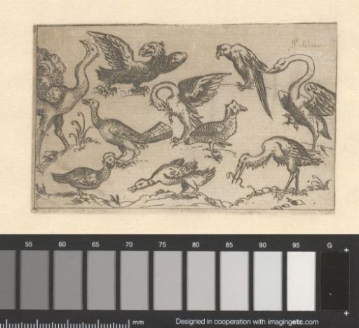 Various birds